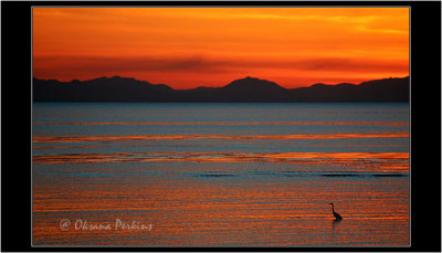 Sunset & Heron, Birch Bay, Washington