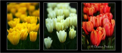 Tulips, Skagit County, Washington