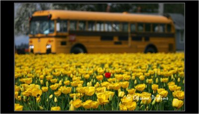 Bus, Tulip Festival, WA