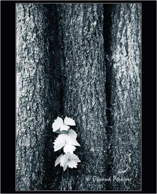 Bark