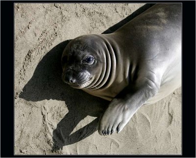 Applause :) Elephant seal pup, California coast
