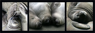 Triptich  :) , Elephant seal pups, California coast