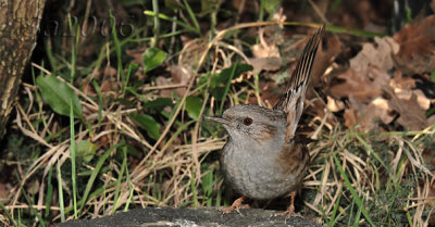 p.-scopaiola-2008_0208.jpg