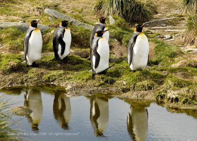 King Penguins, Grytviken  4
