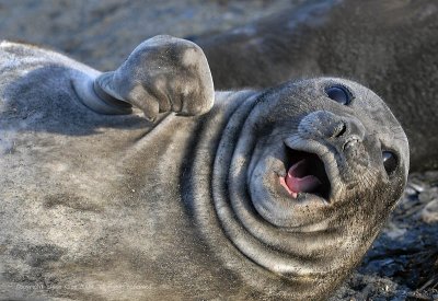 Elephant Seal,  Sea Lion Island  5