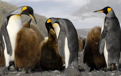 King Penguins, Salisbury Plains  8