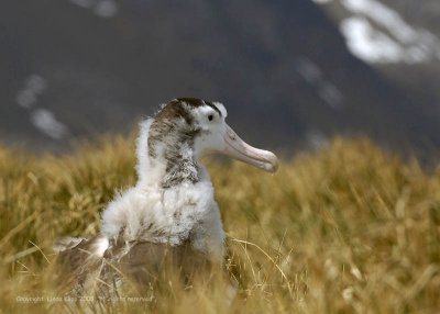 Wandering Albatross, Prion Island  1