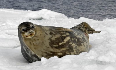 Weddell Seal, Devil Island