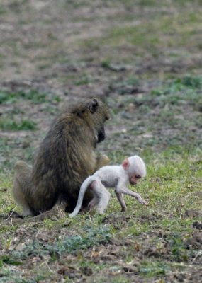 Albino Baboon Baby, Chiawa 2.