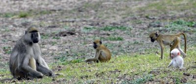 Albino Baboon Baby, Chiawa 3