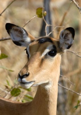 Female  Impala,  Mfuwe