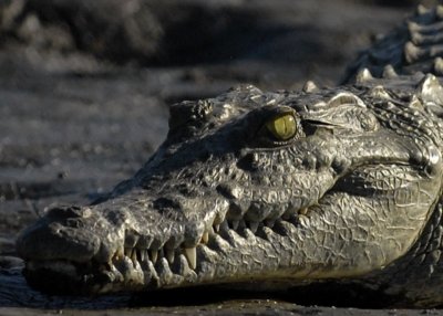 Green Eyed  Nile Crocodile, Chiawa