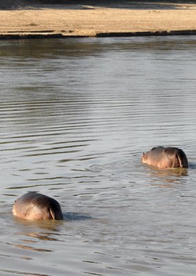 Hippo Mirror,  Mfuwe