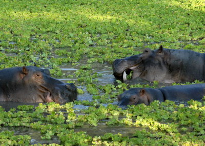 Hippos in Water Cabbage,  Mfuwe 2