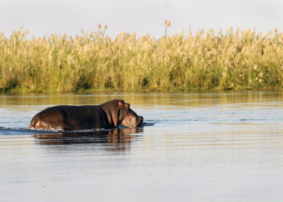 Hippos in Zambezi River,  Chiawa 2