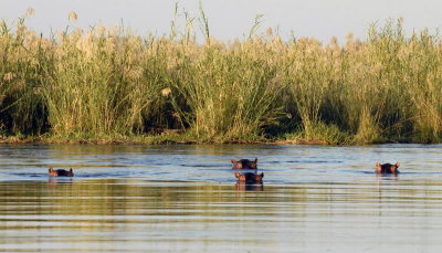 Hippos in Zambezi River,  Chiawa 3
