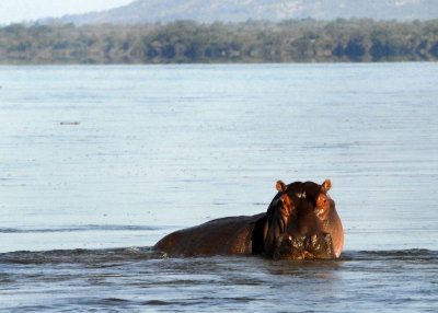 Hippos in Zambezi River,  Chiawa 4