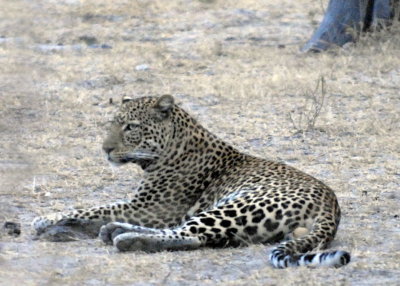 Leopard,  Mfuwe