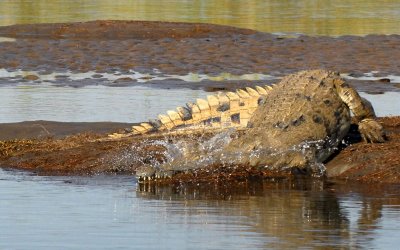 Nile Crocodile, Chiawa