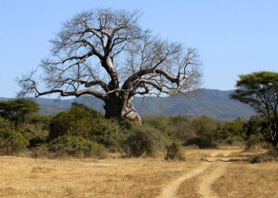 Road to Baobab,  Chiawa