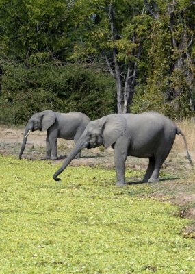 Synchronized Elephants,  Mfuwe 1