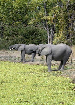 Synchronized Elephants,  Mfuwe 2