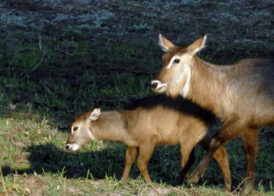 Water Buck Mom and Young,  Mfuwe