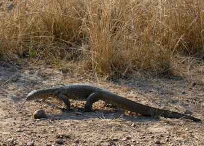 Water Monitor Lizard,  Mfuwe 1