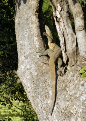 Water Monitor Lizard,  Mfuwe 2