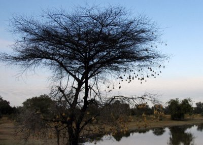 Weaver Nest Siloutte,  Mfuwe