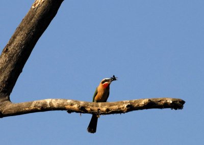 Whitefronted Bee Eater,  Chiawa 1