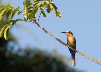 Whitefronted Bee Eater,  Chiawa 2