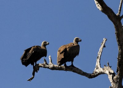 Whiteheaded Vultures,  Chiawa