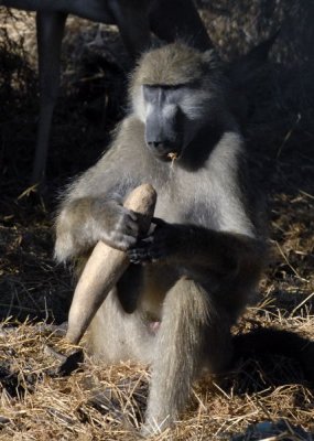 Baboon Eating Saugage Tree Fruit, Okavango 2