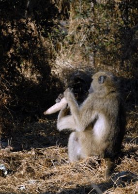 Baboon Eating Saugage Tree Fruit , Okavango 3