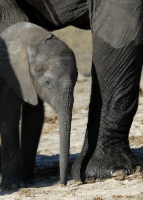 Baby Elephant. Chobe 1