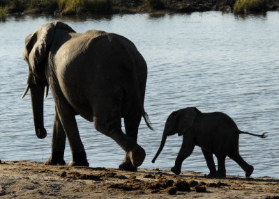 Baby Elephant,  Chobe 2