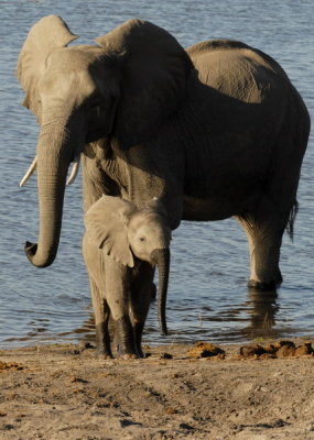 Baby Elephant,  Chobe 3