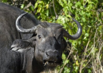 Cape Buffalo,  Chobe