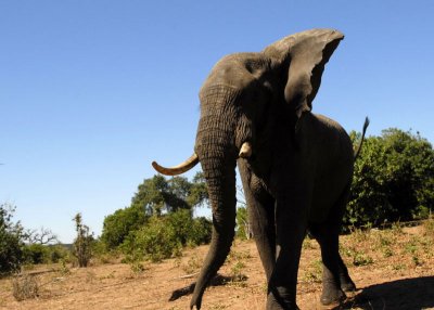 Charging Elephant,  Chobe