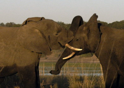 Dueling Elephants,  Chobe