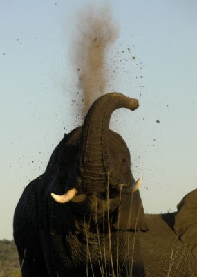 Elephant Dust Bath,  Chobe