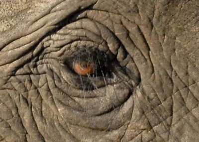 Elephant Eye,  Chobe