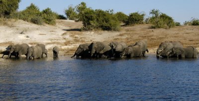 Elephant Herd,  Chobe 1