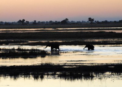 Elephant Sunset,  Chobe