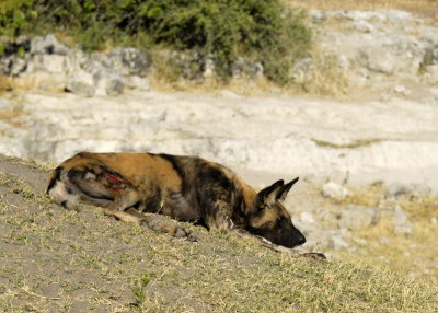 Wounded Wild Dog, Chobe