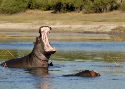 Yawning Hippo,  Chobe River