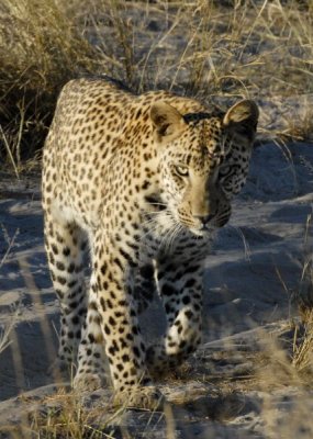 Young Male Leopard Walking,  Okavango