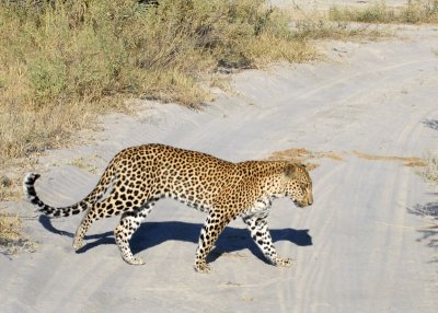 Young Male Leopard,  Okavango 3