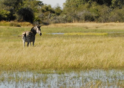 Zebra Scenic,  Okavango